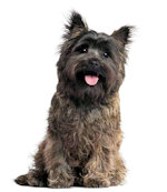 toto